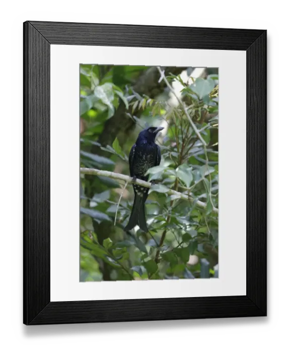 Framed Print : Crow-billed Drongo (Dicrurus annectans) immature, first winter plumage, perched on twig, Po Toi Island, Hong Kong Framed Print : Crow-billed Drongo (Dicrurus annectans) immature, first winter plumage, perched on twig, Po Toi Island, Hong Kong