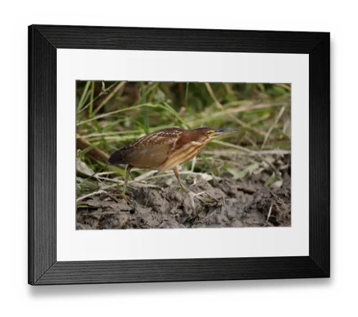 Framed Print : Von Schrencks Bittern (Ixobrychus eurhythmus) immature male, first winter plumage, walking on mud, Long Valley