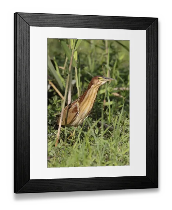 Framed Print : Von Schrencks Bittern (Ixobrychus eurhythmus) immature male, first winter plumage, emerging from reedbed, Long Valley Framed Print : Von Schrencks Bittern (Ixobrychus eurhythmus) immature male, first winter plumage, emerging from reedbed, Long Valley