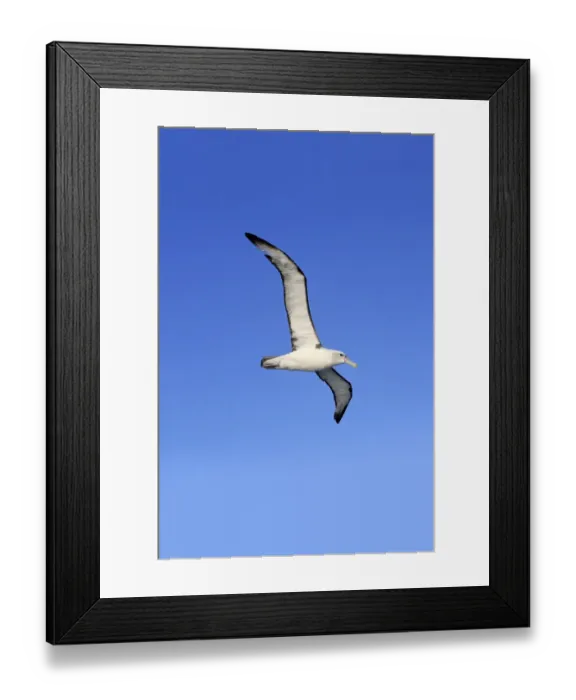 Framed Print : Black-headed Gull (Larus ridibundus) adult, summer plumage, in flight, with nest material in beak Framed Print : Black-headed Gull (Larus ridibundus) adult, summer plumage, in flight, with nest material in beak