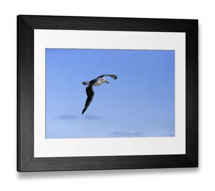 Framed Print : Shy Albatross (Thalassarche cauta) adult, in flight, Cape of Good Hope, Western Cape, South Africa, June Framed Print : Shy Albatross (Thalassarche cauta) adult, in flight, Cape of Good Hope, Western Cape, South Africa, June