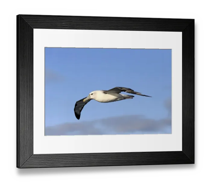 Framed Print : Shy Albatross (Thalassarche cauta) adult, in flight, Cape of Good Hope, Western Cape, South Africa, June Framed Print : Shy Albatross (Thalassarche cauta) adult, in flight, Cape of Good Hope, Western Cape, South Africa, June