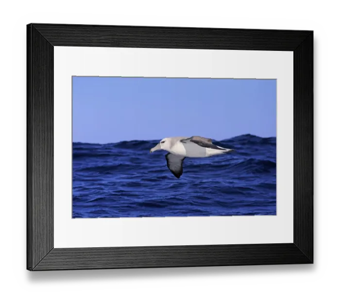 Framed Print : Shy Albatross (Thalassarche cauta) adult, in flight low over sea, Cape of Good Hope, Western Cape, South Africa, June Framed Print : Shy Albatross (Thalassarche cauta) adult, in flight low over sea, Cape of Good Hope, Western Cape, South Africa, June