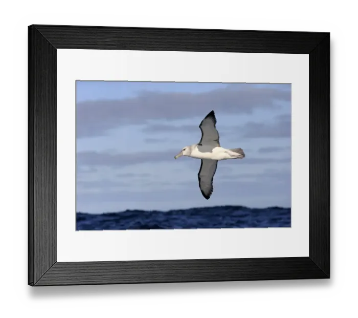 Framed Print : Shy Albatross (Thalassarche cauta) adult, in flight low over sea, Cape of Good Hope, Western Cape, South Africa, June Framed Print : Shy Albatross (Thalassarche cauta) adult, in flight low over sea, Cape of Good Hope, Western Cape, South Africa, June