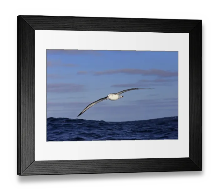 Framed Print : Shy Albatross (Thalassarche cauta) adult, in flight low over sea, Cape of Good Hope, Western Cape, South Africa, June Framed Print : Shy Albatross (Thalassarche cauta) adult, in flight low over sea, Cape of Good Hope, Western Cape, South Africa, June