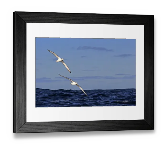 Framed Print : Shy Albatross (Thalassarche cauta) adult pair, in flight low over sea, Cape of Good Hope, Western Cape, South Africa