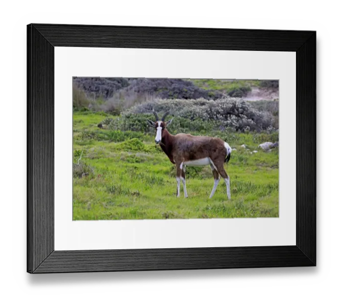 Framed Print : Bontebok (Damaliscus pygargus pygargus) adult, feeding, standing on fynbos, Table Mountain N. P Framed Print : Bontebok (Damaliscus pygargus pygargus) adult, feeding, standing on fynbos, Table Mountain N. P