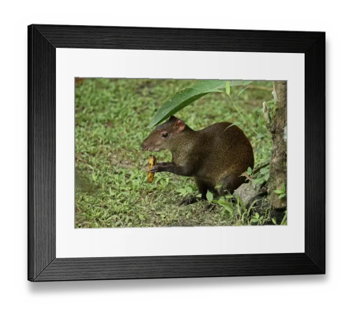 Framed Print : Central American Agouti (Dasyprocta punctata) adult, feeding on banana, Canopy Lodge, El Valle, Panama, October Framed Print : Central American Agouti (Dasyprocta punctata) adult, feeding on banana, Canopy Lodge, El Valle, Panama, October