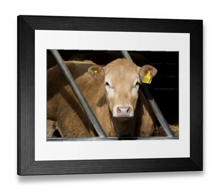 Framed Print : Domestic Cattle, Blonde d Aquitaine calf, close-up of head, with ear tags, looking through feed barrier in shed Framed Print : Domestic Cattle, Blonde d Aquitaine calf, close-up of head, with ear tags, looking through feed barrier in shed