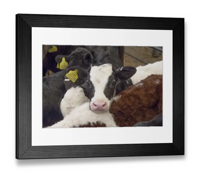 Framed Print : Domestic Cattle, calf, close-up of head, with ear tags, in pen at livestock market, Bakewell Livestock Market Framed Print : Domestic Cattle, calf, close-up of head, with ear tags, in pen at livestock market, Bakewell Livestock Market