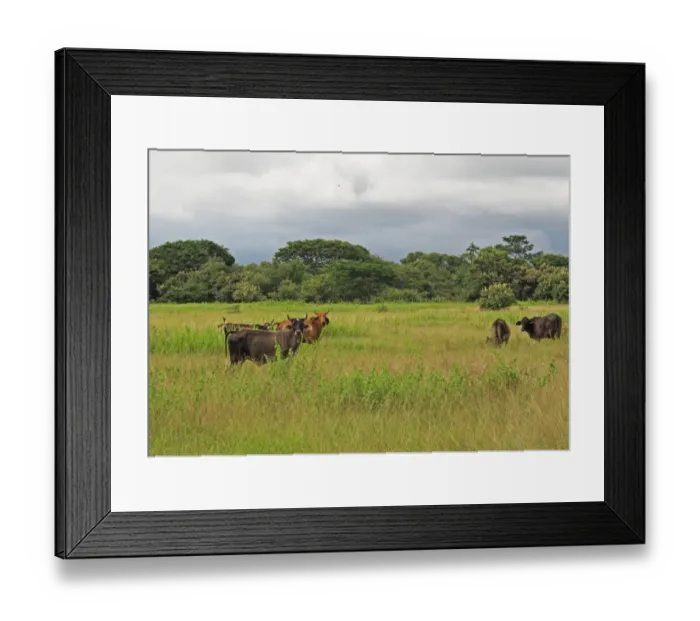Framed Print : Domestic Cattle, herd standing in lush field, with Barn Swallows (Hirundo rustica erythrogaster) in flight Framed Print : Domestic Cattle, herd standing in lush field, with Barn Swallows (Hirundo rustica erythrogaster) in flight