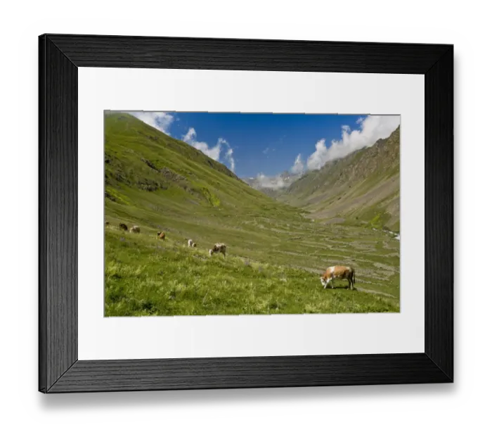 Framed Print : Domestic Cattle, herd grazing in high pastures (Yaylasi), Yaylalar Valley, Kaskar Mountains, Pontic Mountains Framed Print : Domestic Cattle, herd grazing in high pastures (Yaylasi), Yaylalar Valley, Kaskar Mountains, Pontic Mountains