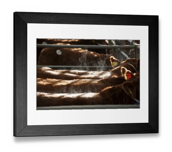 Framed Print : Domestic Cattle, Limousin, steaming in pens at livestock market, England, December Framed Print : Domestic Cattle, Limousin, steaming in pens at livestock market, England, December