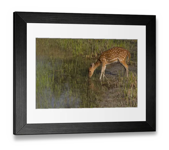 Framed Print : Spotted Deer (Axis axis) adult female, drinking at waterhole, Sundarbans, Ganges Delta, West Bengal, India, March Framed Print : Spotted Deer (Axis axis) adult female, drinking at waterhole, Sundarbans, Ganges Delta, West Bengal, India, March