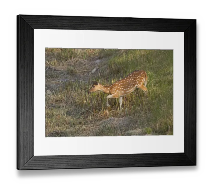 Framed Print : Spotted Deer (Axis axis) adult female, approaching waterhole, Sundarbans, Ganges Delta, West Bengal, India, March Framed Print : Spotted Deer (Axis axis) adult female, approaching waterhole, Sundarbans, Ganges Delta, West Bengal, India, March
