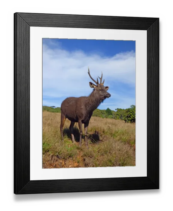 Framed Print : Sambar (Rusa unicolor) adult male, standing in montane grassland, Horton Plains N. P. Sri Lanka, February Framed Print : Sambar (Rusa unicolor) adult male, standing in montane grassland, Horton Plains N. P. Sri Lanka, February