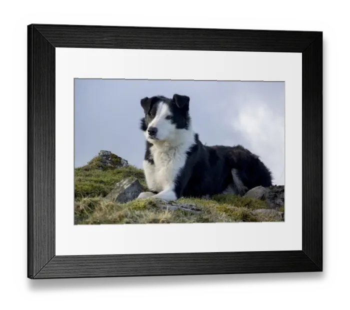Framed Print : Domestic Dog, Border Collie, working sheepdog, adult, laying on moorland, Cumbria, England, February Framed Print : Domestic Dog, Border Collie, working sheepdog, adult, laying on moorland, Cumbria, England, February