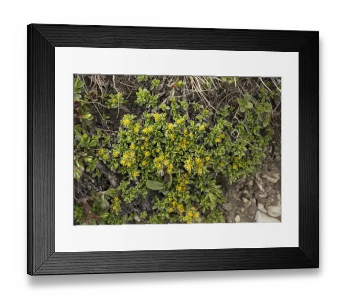 Framed Print : Thyme-leaved Willow (Salix serpyllifolia) flowering, Dolomites, Italian Alps, Italy, June