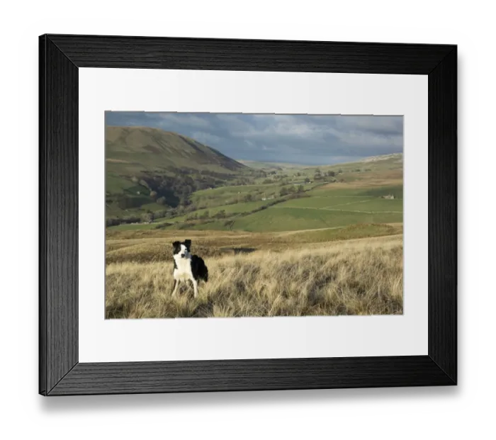 Framed Print : Domestic Dog, Border Collie, working sheepdog, adult, standing on moorland, waiting instruction from shepherd, Cumbria Framed Print : Domestic Dog, Border Collie, working sheepdog, adult, standing on moorland, waiting instruction from shepherd, Cumbria