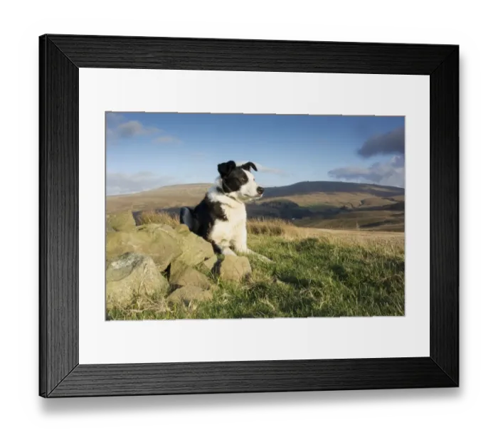 Framed Print : Domestic Dog, Border Collie, working sheepdog, adult, laying on moorland, waiting instruction from shepherd, Cumbria Framed Print : Domestic Dog, Border Collie, working sheepdog, adult, laying on moorland, waiting instruction from shepherd, Cumbria