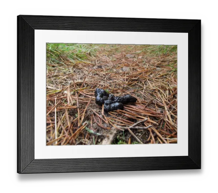 Framed Print : Pine Marten (Martes martes) droppings on fallen pine needles, Abernethy Forest N. N. R. Cairngorms N. P Framed Print : Pine Marten (Martes martes) droppings on fallen pine needles, Abernethy Forest N. N. R. Cairngorms N. P