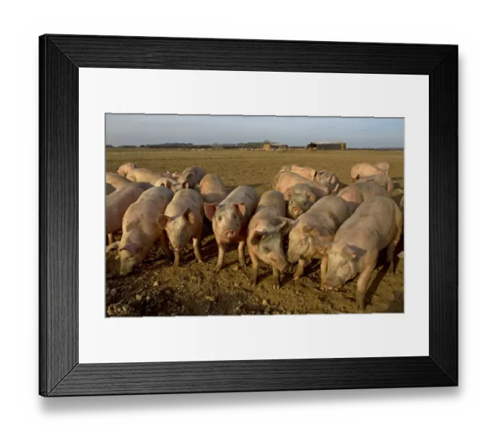 Framed Print : Domestic Pig, young, group in open field on commercial freerange unit, Norfolk, England, March Framed Print : Domestic Pig, young, group in open field on commercial freerange unit, Norfolk, England, March