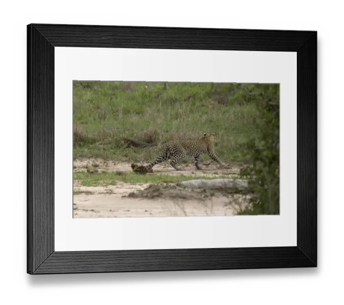 Framed Print : African Leopard (Panthera pardus pardus) adult, carefully avoiding Nile Monitor (Varanus niloticus) adult, Kruger N. P Framed Print : African Leopard (Panthera pardus pardus) adult, carefully avoiding Nile Monitor (Varanus niloticus) adult, Kruger N. P