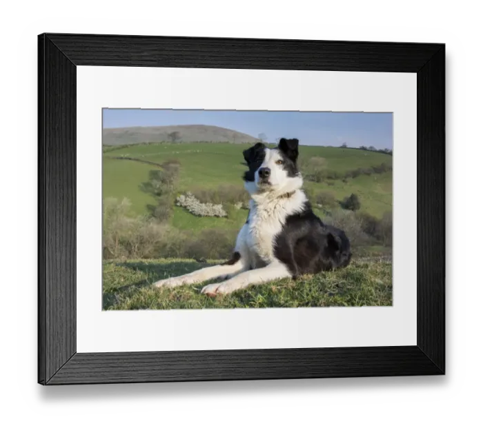 Framed Print : Domestic Dog, Border Collie, working sheepdog, adult, laying on moorland, Cumbria, England, April
