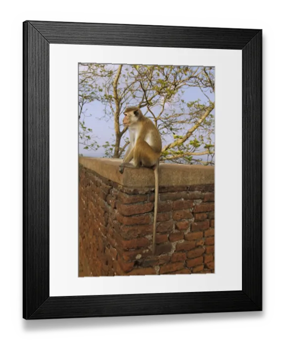Framed Print : Toque Macaque (Macaca sinica sinica) immature, sitting on wall, Sigiriya Rock Fortress, Sri Lanka, February Framed Print : Toque Macaque (Macaca sinica sinica) immature, sitting on wall, Sigiriya Rock Fortress, Sri Lanka, February