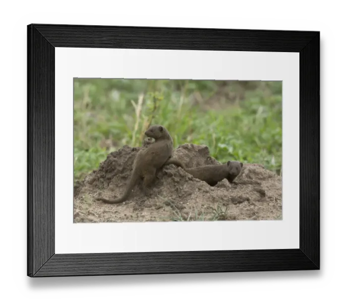 Framed Print : Common Dwarf Mongoose (Helogale parvula) adult pair, playing, Kruger N. P. Great Limpopo Transfrontier Park
