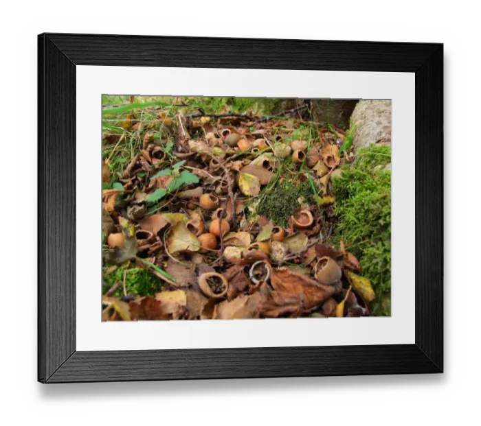 Framed Print : Wood Mouse (Apodemus sylvaticus) food cache of eaten Common Hazel (Corylus avellana) nuts, Abernethy Forest N. N. R Framed Print : Wood Mouse (Apodemus sylvaticus) food cache of eaten Common Hazel (Corylus avellana) nuts, Abernethy Forest N. N. R