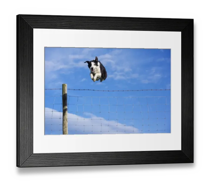Framed Print : Domestic Dog, Border Collie, working sheepdog, adult, jumping barbed wire livestock fence on moorland, Cumbria