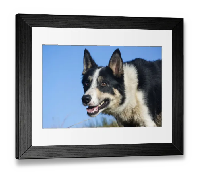 Framed Print : Domestic Dog, Border Collie, working sheepdog, adult, close-up of head, alert, England, December