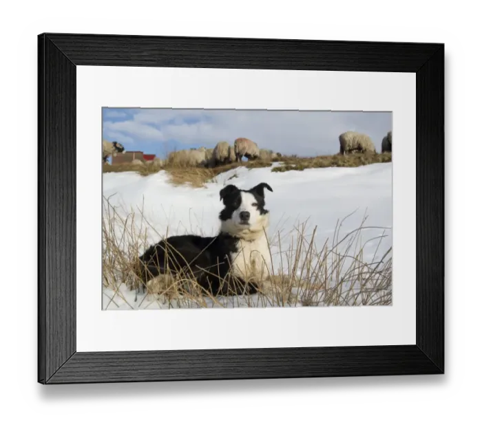 Framed Print : Domestic Dog, Border Collie, working sheepdog, adult, laying on snow beside Swaledale sheep flock, Cumbria, England Framed Print : Domestic Dog, Border Collie, working sheepdog, adult, laying on snow beside Swaledale sheep flock, Cumbria, England