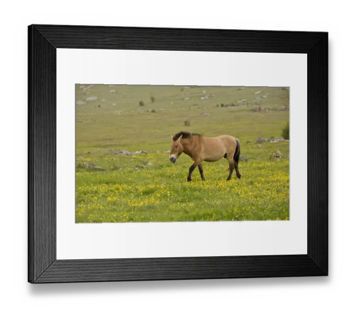 Framed Print : Przewalskis Horse (Equus ferus przewalskii) adult, walking in semi-wild conditions of plateau grassland, Le Villaret
