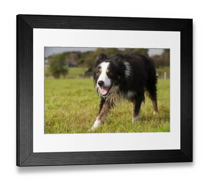 Framed Print : Domestic Dog, Border Collie, working sheepdog, adult, watching sheep in pasture, England, October Framed Print : Domestic Dog, Border Collie, working sheepdog, adult, watching sheep in pasture, England, October