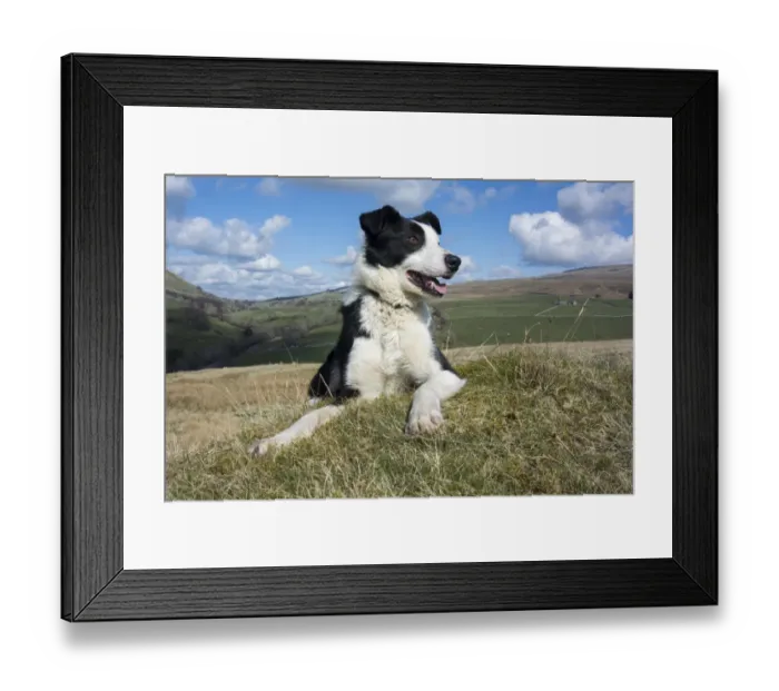 Framed Print : Domestic Dog, Border Collie, working sheepdog, adult, panting, laying on moorland, Cumbria, England, April Framed Print : Domestic Dog, Border Collie, working sheepdog, adult, panting, laying on moorland, Cumbria, England, April