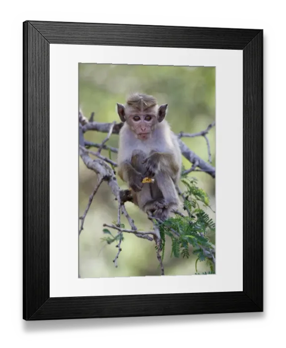 Framed Print : Toque Macaque (Macaca sinica sinica) young, feeding on acacia seedpod, sitting in tree, Yala N. P. Sri Lanka, February Framed Print : Toque Macaque (Macaca sinica sinica) young, feeding on acacia seedpod, sitting in tree, Yala N. P. Sri Lanka, February
