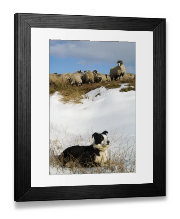 Framed Print : Domestic Dog, Border Collie, working sheepdog, adult, laying on snow beside Swaledale sheep flock, Cumbria, England Framed Print : Domestic Dog, Border Collie, working sheepdog, adult, laying on snow beside Swaledale sheep flock, Cumbria, England