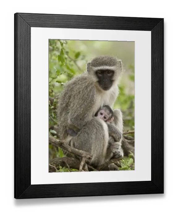 Framed Print : Vervet Monkey (Chlorocebus pygerythrus) adult female and baby, sitting on branch, Kruger N. P Framed Print : Vervet Monkey (Chlorocebus pygerythrus) adult female and baby, sitting on branch, Kruger N. P