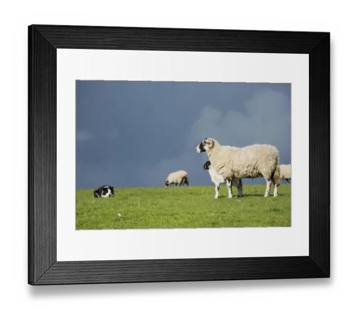 Framed Print : Domestic Dog, Border Collie, working sheepdog, adult, working Swaledale ewe and lamb in pasture, Cumbria, England, May Framed Print : Domestic Dog, Border Collie, working sheepdog, adult, working Swaledale ewe and lamb in pasture, Cumbria, England, May