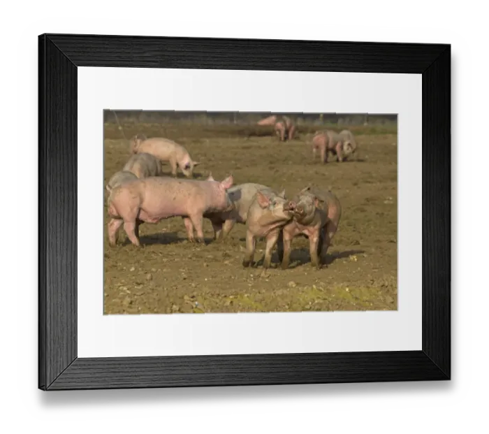 Framed Print : Domestic Pig, young, playfighting in open field on commercial freerange unit, Norfolk, England, March