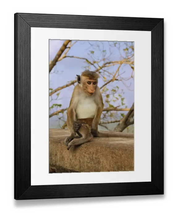Framed Print : Toque Macaque (Macaca sinica sinica) immature, sitting on wall, Sigiriya Rock Fortress, Sri Lanka, February Framed Print : Toque Macaque (Macaca sinica sinica) immature, sitting on wall, Sigiriya Rock Fortress, Sri Lanka, February