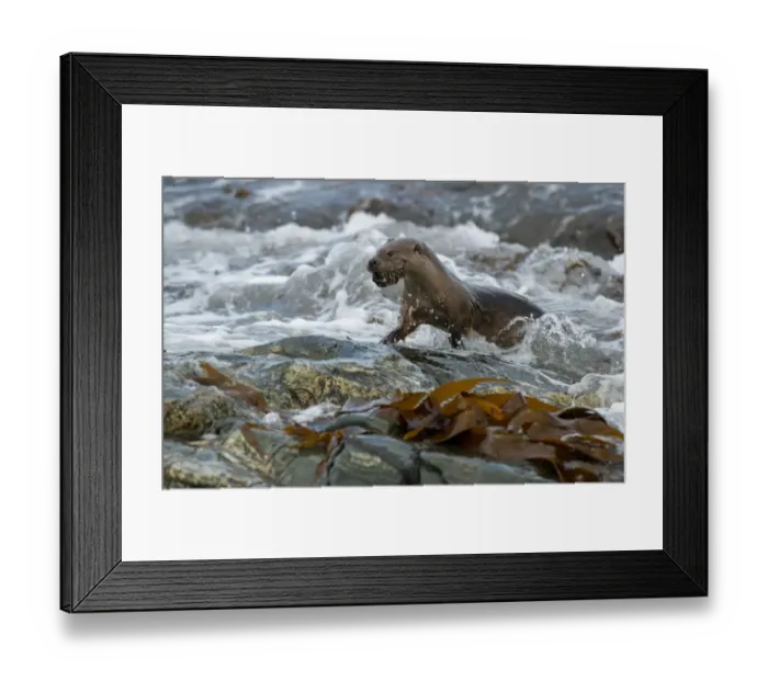 Framed Print : European Otter (Lutra lutra) adult, with crab prey in mouth, emerging from surf on rocky shore, Shetland Islands