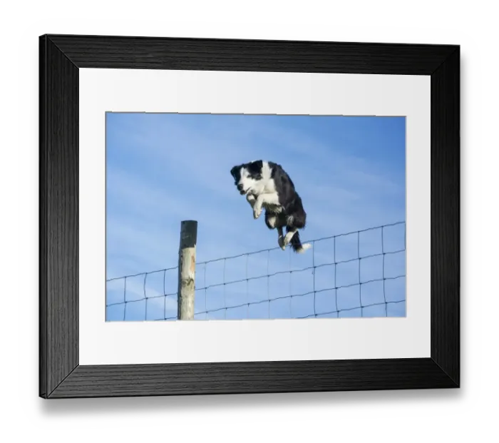 Framed Print : Domestic Dog, Border Collie, working sheepdog, adult, jumping wire livestock fence on moorland, Cumbria, England, April Framed Print : Domestic Dog, Border Collie, working sheepdog, adult, jumping wire livestock fence on moorland, Cumbria, England, April