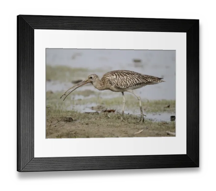 Framed Print : Eurasian Curlew (Numenius arquata orientalis) adult, non-breeding plumage, with prey in beak, walking on tidal mudflat Framed Print : Eurasian Curlew (Numenius arquata orientalis) adult, non-breeding plumage, with prey in beak, walking on tidal mudflat