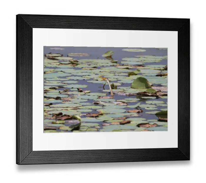 Framed Print : Oriental Darter (Anhinga melanogaster) juvenile, swimming low amongst waterlily leaves in lake, Sri Lanka, February