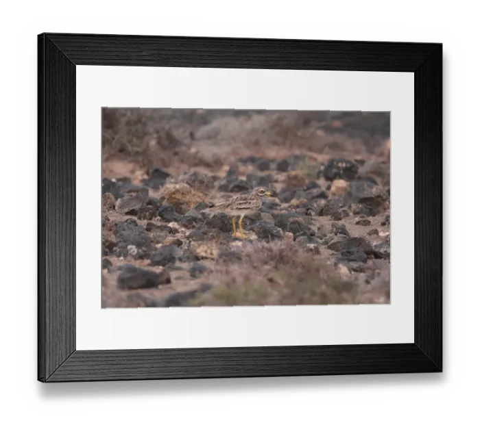 Framed Print : Eurasian Stone-curlew (Burhinus oedicnemus insularum) endemic subspecies, adult, standing amongst volcanic rocks Framed Print : Eurasian Stone-curlew (Burhinus oedicnemus insularum) endemic subspecies, adult, standing amongst volcanic rocks