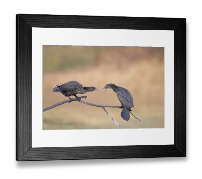 Framed Print : Little Cormorant (Phalacrocorax niger) two adults, non-breeding plumage, squabbling on branch, Keoladeo Ghana N. P Framed Print : Little Cormorant (Phalacrocorax niger) two adults, non-breeding plumage, squabbling on branch, Keoladeo Ghana N. P