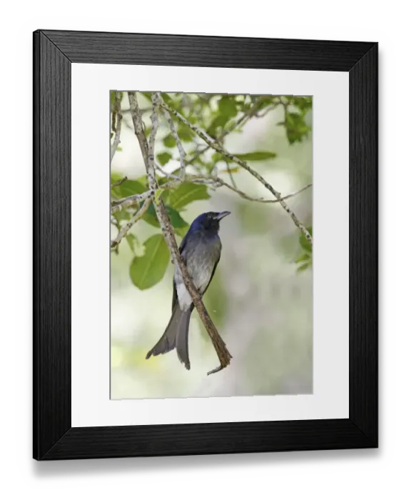 Framed Print : White-bellied Drongo (Dicrurus caerulescens insularis) adult, perched on twig, Polonnaruwa, Sri Lanka, February Framed Print : White-bellied Drongo (Dicrurus caerulescens insularis) adult, perched on twig, Polonnaruwa, Sri Lanka, February